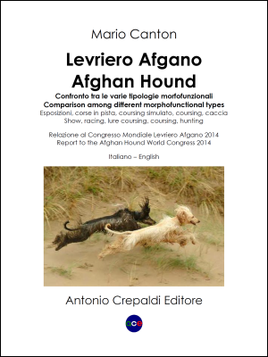 Levriero Afgano – Afghan Hound
