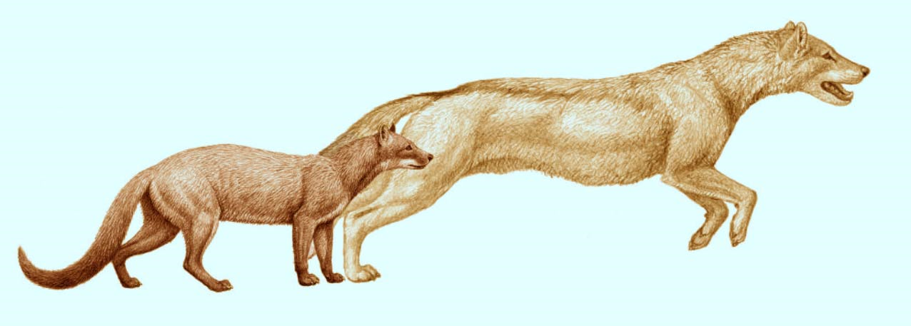 Banner origine cani domestici