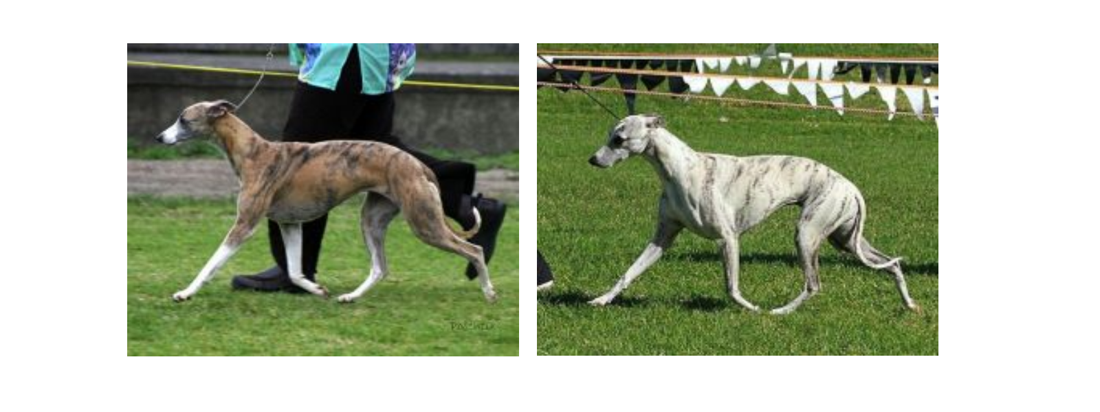 Banner trotto Whippet