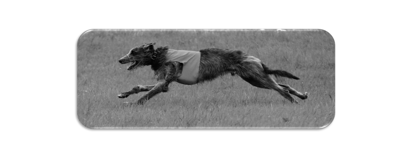 Banner trotto Deerhound